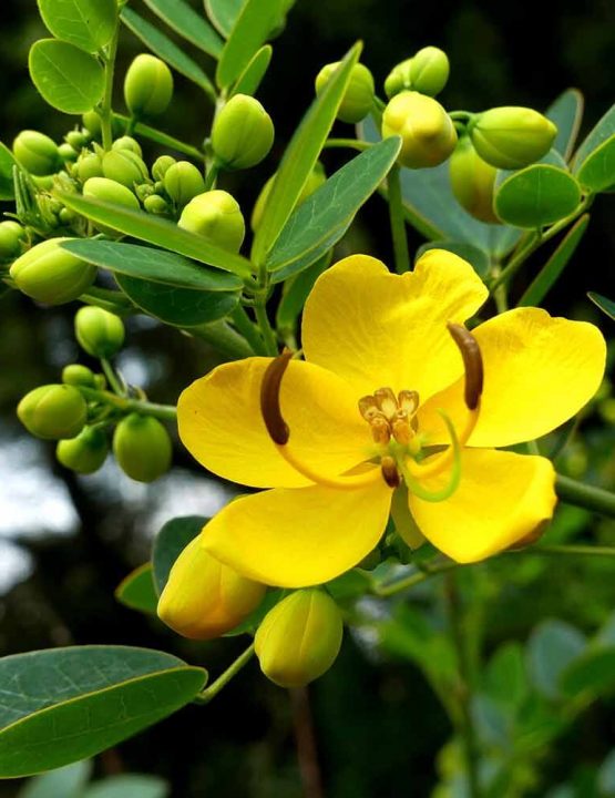 use of senna leaves for skin